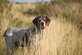 All list of different dogs breeds: Hunting Dog Breeds German Shorthaired Pointer Petguide