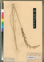 Image result for Eragrostis gummiflua