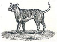 The average height was approximately several breeders are attempting to recreate this extinct breed with some success. Old English Bulldog Wikipedia