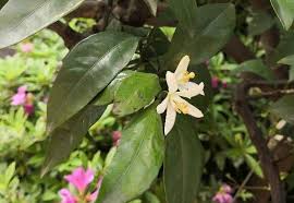 Discover (and save!) your own pins on pinterest. æ©˜å­æ 'æ˜¯è‡ªèŠ±æŽˆç²‰å— å±±è‰é¦™