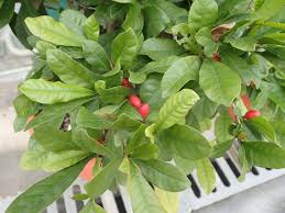 Image result for Synsepalum revolutum