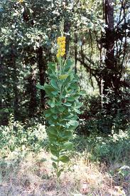 Image result for Crotalaria reptans