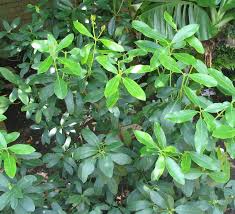 Image result for Acokanthera oblongifolia