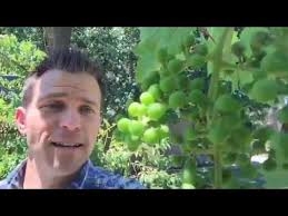 We did not find results for: Easily Protect Your Grapes From Birds With This One Trick Youtube