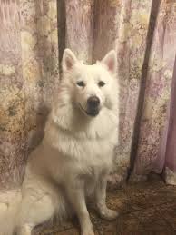 My Samoyed Is 10 Months Old And Weights 40 Pounds She Looks