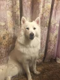 my samoyed is 10 months old and weights 40 pounds she looks