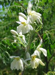 Image result for Moringa