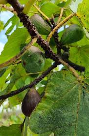 Image result for sooty mould