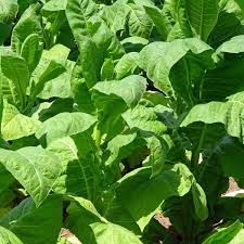 Image result for Nicotiana tabacum