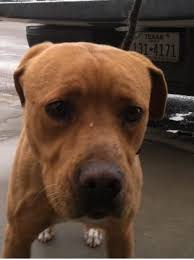 Click here to see some of the cwc success stories. Pin On Adoption Board Please Help