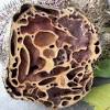 Giant nest sociable weaver, philetairus socius, kalahari, south africa. Https Encrypted Tbn0 Gstatic Com Images Q Tbn And9gct3u2ih5n5tznjccwsdczhe43ntiyr00 Gvahzxeytpt6s1rxsn Usqp Cau