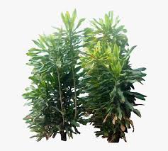 Download free plants png images. Tropical Plant Pictures Tropical Plants Png Cut Out Png Image Transparent Png Free Download On Seekpng