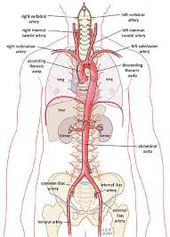 Small aneurysms may go completely unnoticed. The Aorta What Is It The Anatomy Images