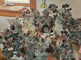 Image result for Begonia pulcherrima