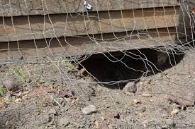 City pest control will help you to alleviate your bed bug problem, and ensure you and your family are protected. A Coyote Den Means A Hole Of A Problem Stalberttoday Ca