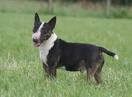 Check out male and female miniature bull terrier puppies. Der Miniature Bull Terrier Im Rasseportrait Zooroyal Magazin