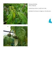 Image result for Rinorea ilicifolia