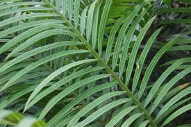 Image result for Cycas thouarsii