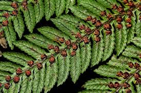 Image result for Cyathea thomsonii