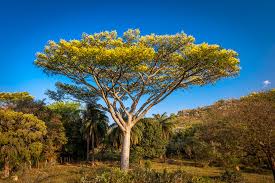 Image result for Schizolobium parahyba