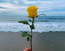 Soy Las Rosas Yellow Rose Black And White Roses White Roses Las Rosas