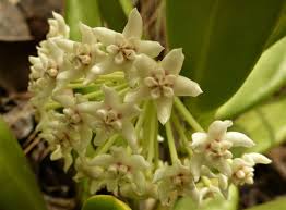 Known locations of hoya australis subsp. Subspecies Hoya Australis Rupicola Inaturalist United Kingdom