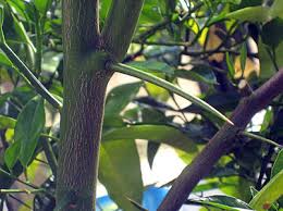 We are very proud of our artificial plants, they are all incredibly realistic even down to the touch. Thorns Spines And Prickles Wikipedia