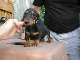 Il bassotto nano è un cane dal fisico molto particolare: Bassotto Tedesco Nano Pelo Corto Des Etoiles Dansantes Foto 1627 260934