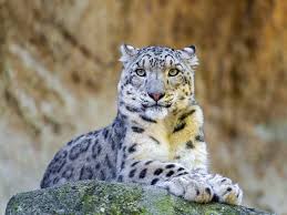 Pin On Wildlife In The News