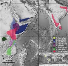 Image result for Eleusine kigeziensis