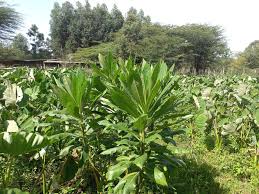 Image result for Solanecio mannii