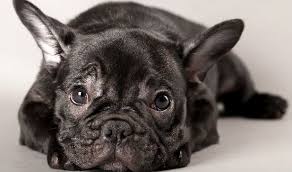 We encourage you to view each page, to ensure you gain the greatest understanding of what's in store when you are owned by a frenchie. Index Of Wp Content Uploads 2018 12