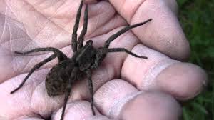 A mix of sweltering temperatures. Wolf Spider Are Wolf Spiders Dangerous How To Get Rid Of Them