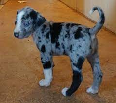 Litter Of 7 Catahoula Leopard Dog Puppies For Sale In Coldwater Mi Adn 41907 On Puppyfinder Catahoula Leopard Dog Leopard Dog Louisiana Catahoula Leopard Dog