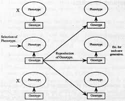 Artifical Evolution For Computer Graphics Computer Graphics Evolution Graphic