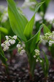 Garden Flowers Flower Garden Garden Plants
