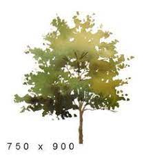 Tree Elevation Google Search Arbres Photoshop Arbres En Aquarelle Dessin Arbre
