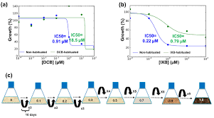 Image result for Craterostigma hirsutum