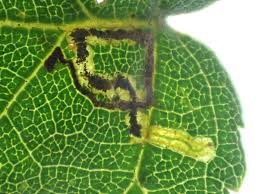Image result for Stigmella ulmariae