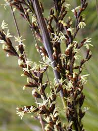 Image result for Rungia grandis