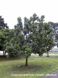 Image result for Barringtonia asiatica