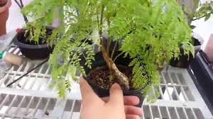 In order to shape the plant and show it off in the best possible way, smaller branches should. Bonsai Jacaranda Tree Youtube