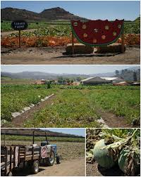 These fruits also contain vitamins and minerals that are good for dogs. 5 Watermelon Facts Red And Yellow Watermelon Pops Golden Woofs