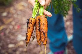 If crop pests continue to spread at current rates, many of the world's biggest crop producing nations will be inundated by the middle of the century, posing a grave threat to global food security, dr. 10 Promising Sustainable Food Startups To Watch In 2020 Eu Startups