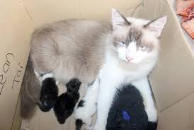 Di kalangan pengikutnya, colonel meow sering dipanggil diktator comel yang menakutkan, peminum scotch, dan kucing paling pemarah dalam dunia. Anak Kucing Dua Muka