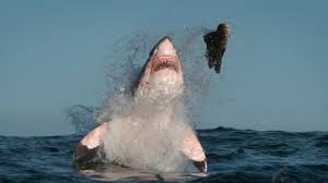 Most animals living on earth are hunted by predators. Top 10 Animal Predators Watchmojo Com