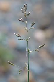 Image result for Poa leptoclada