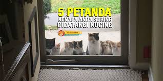 Masalah pernafasan juga boleh berlaku pada kucing jika mengalami selsema. 5 Sebab Kenapa Kucing Selalu Datang Kepada Anda The Mamamiaow