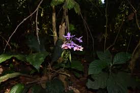 Image result for Calanthe sylvatica