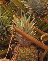 Ananas Pflege Der Pflanze Pflanzenfreunde Com